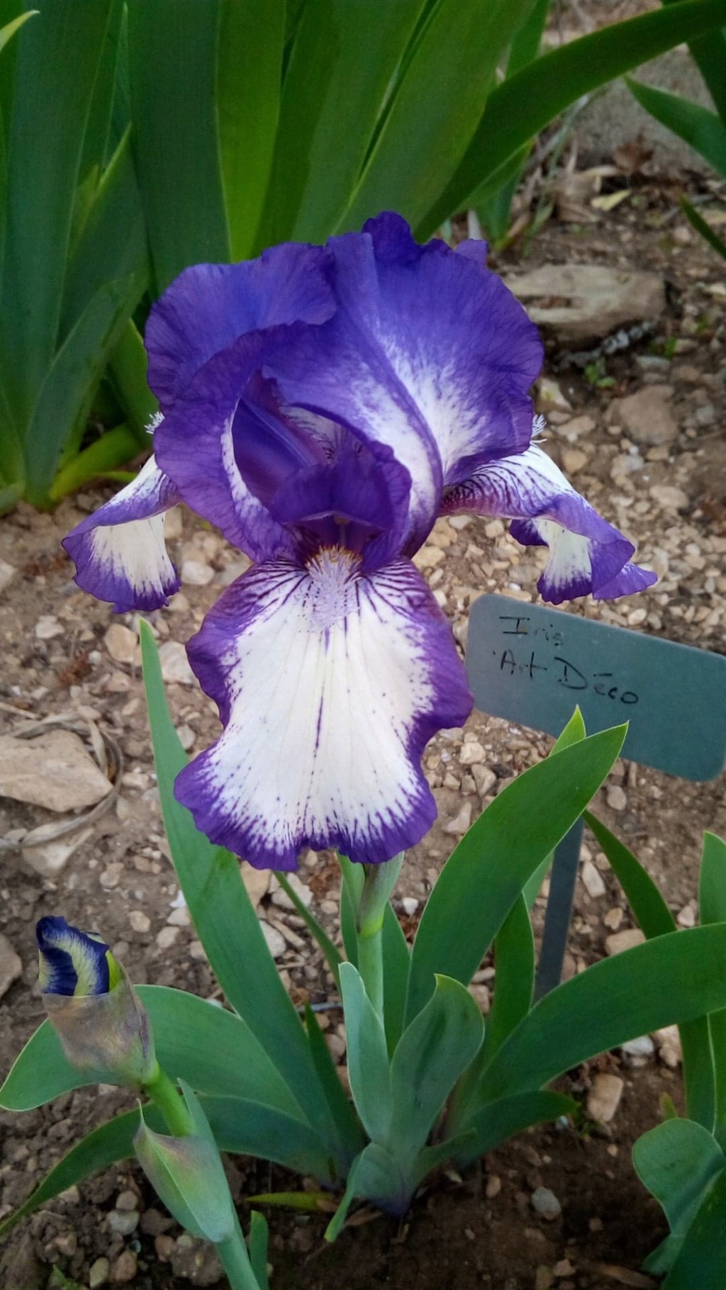 Iris 'Arctic Fancy' [Identification] Iris_a21
