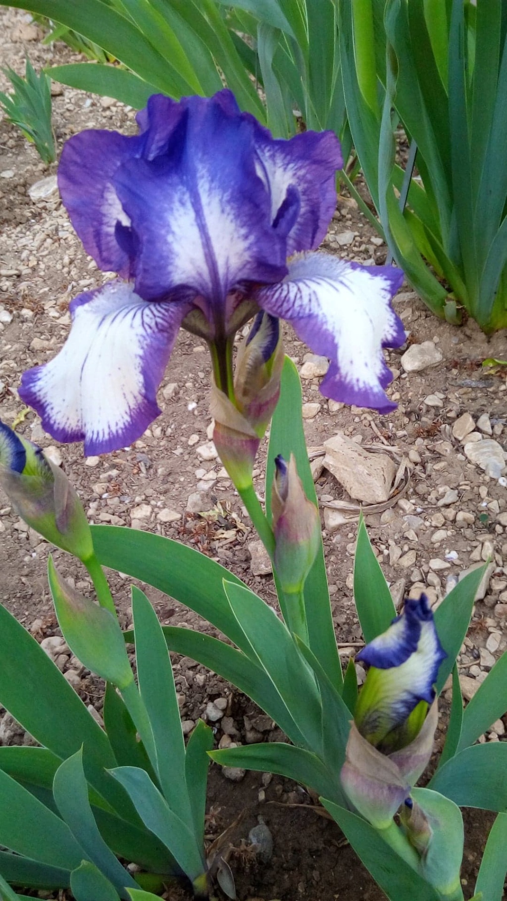 Iris 'Arctic Fancy' [Identification] Iris_a22
