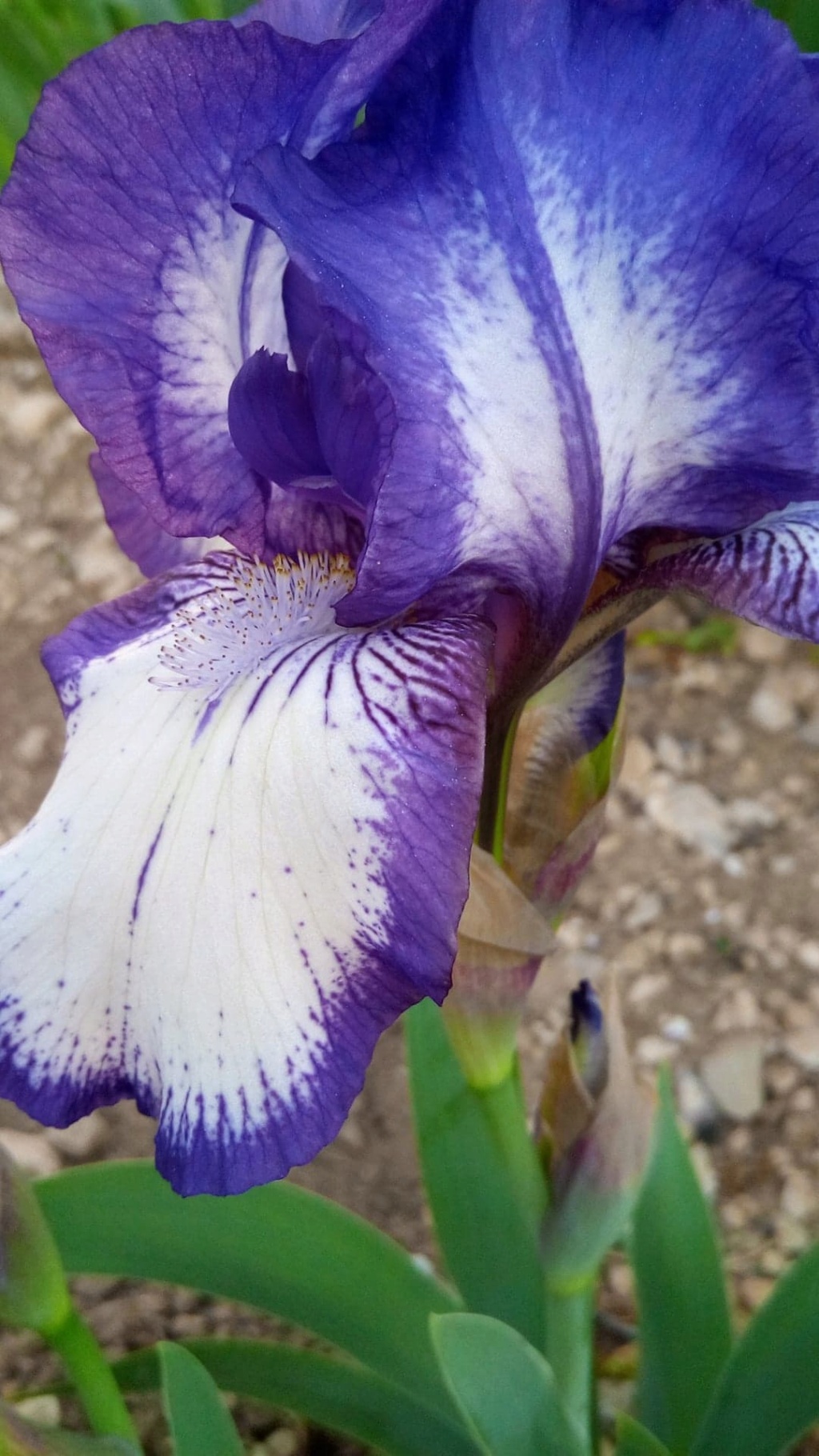 Iris 'Arctic Fancy' [Identification] Iris_a23