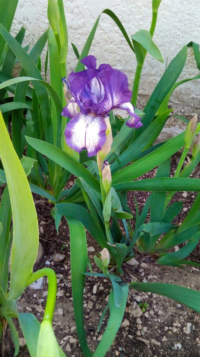 Iris 'Arctic Fancy' [Identification] Iris_a24