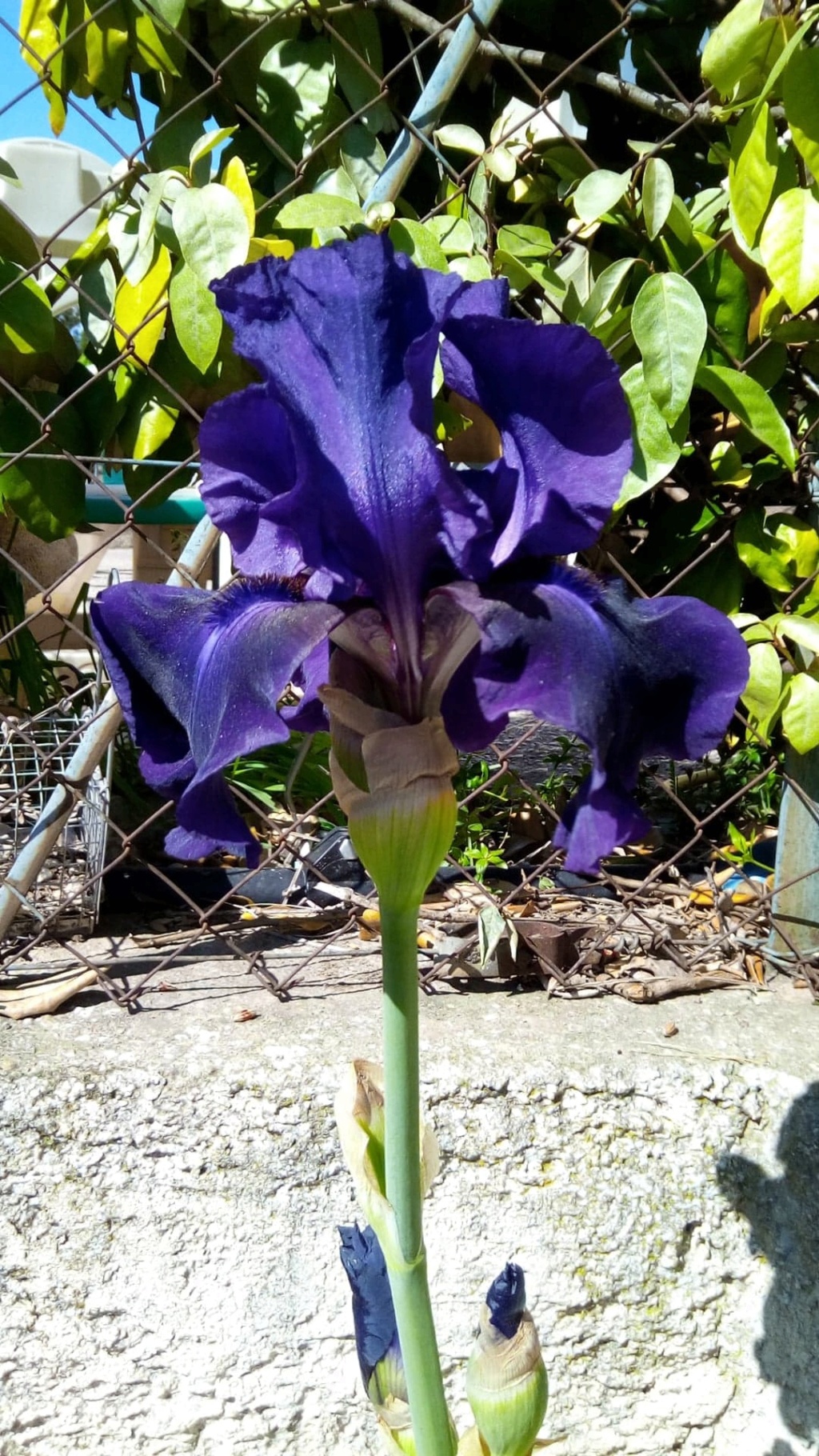 Iris 'Royal Heritage ' [identification ] foncé violet/bleu nuit - Page 2 Iris_b32