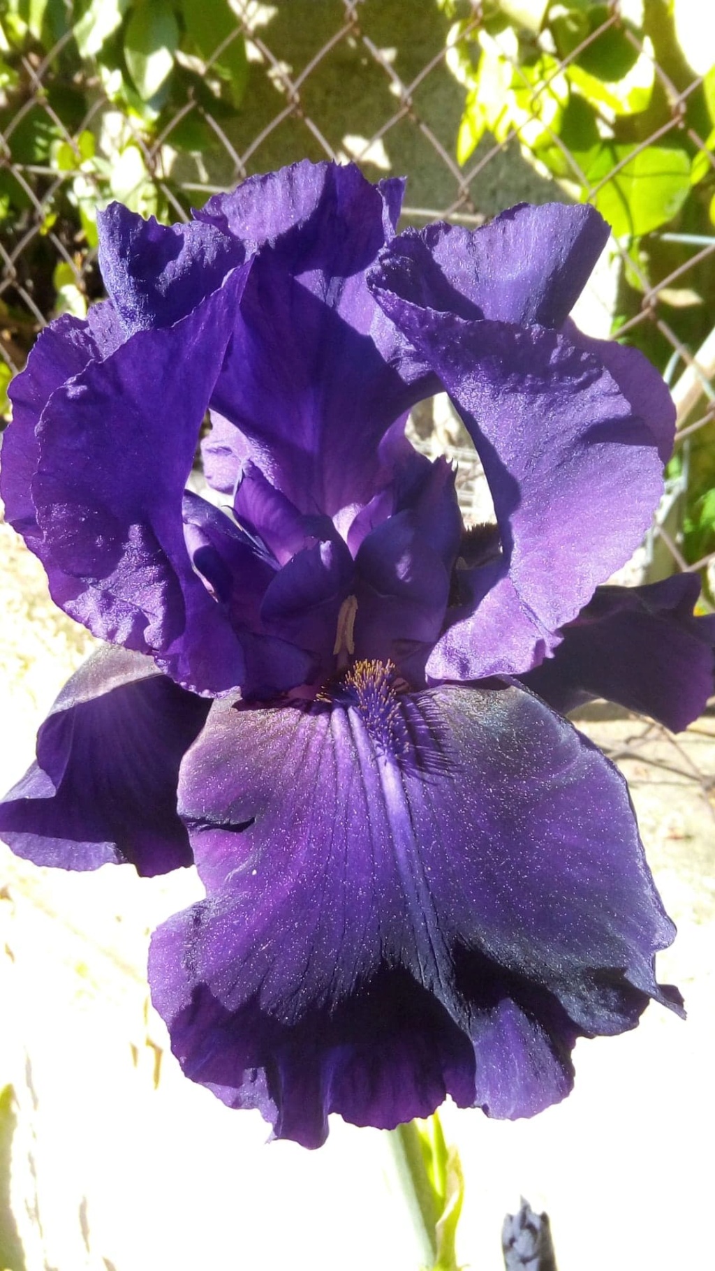 Iris 'Royal Heritage ' [identification ] foncé violet/bleu nuit - Page 2 Iris_b35