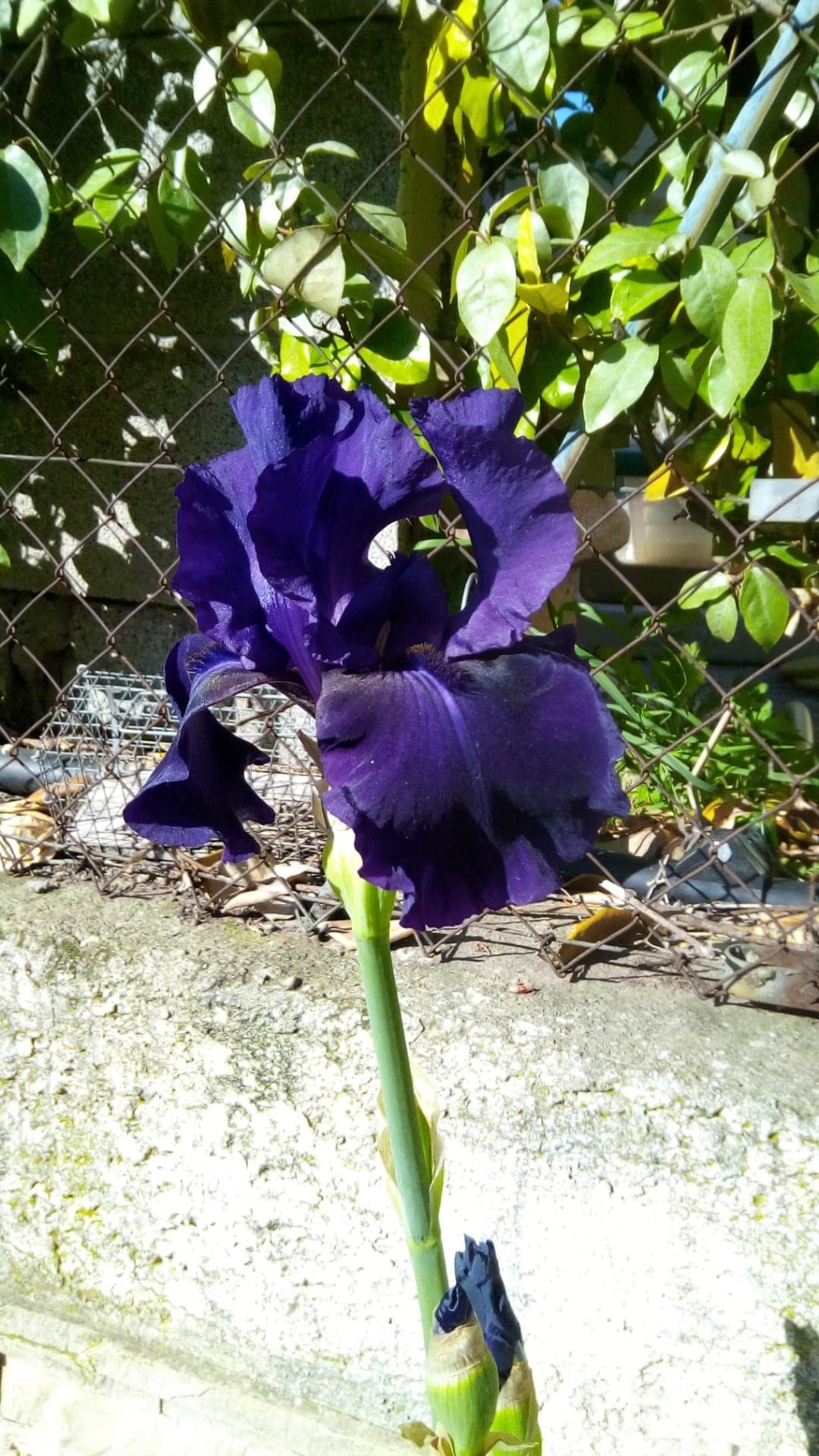Iris 'Royal Heritage ' [identification ] foncé violet/bleu nuit - Page 2 Iris_b36