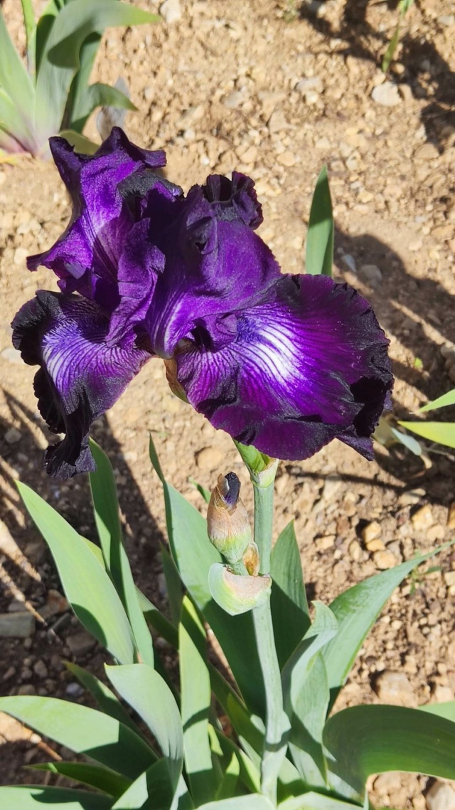 Iris 'Exotic Star' [Identification ] violet spot blanc  Iris_e15