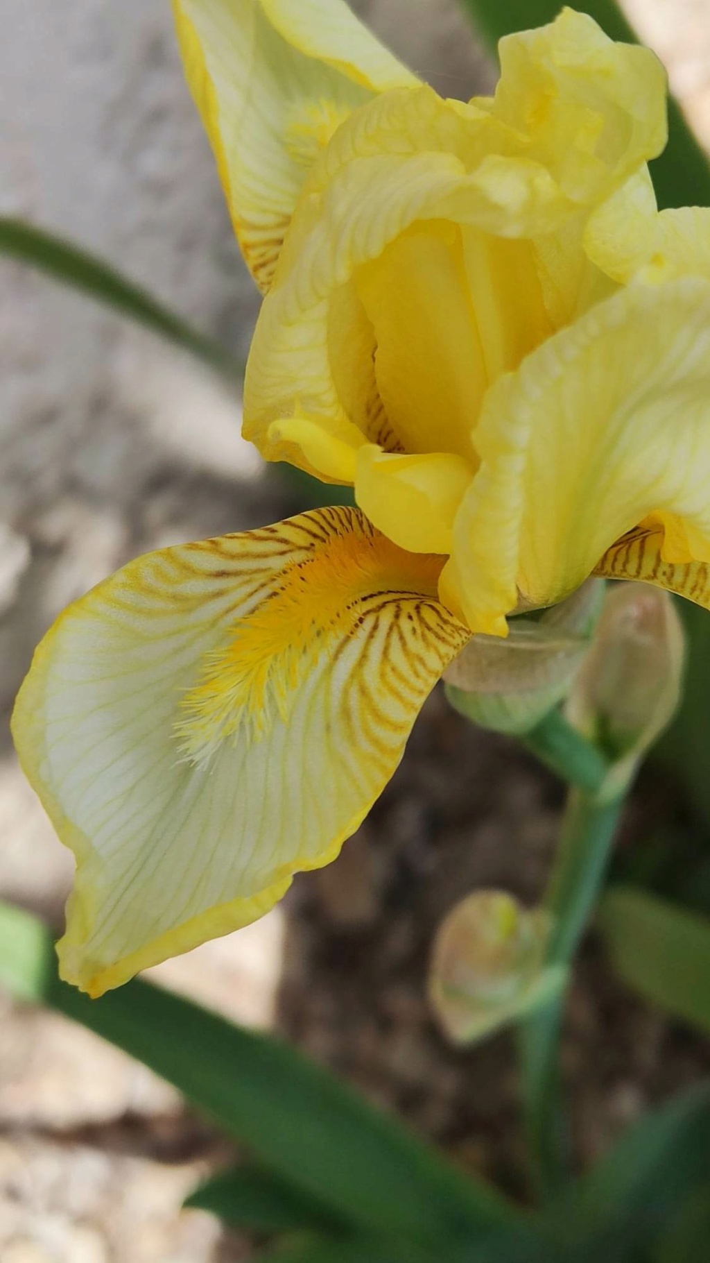 Iris jaune : flavescens ou pas ? Iris_f26