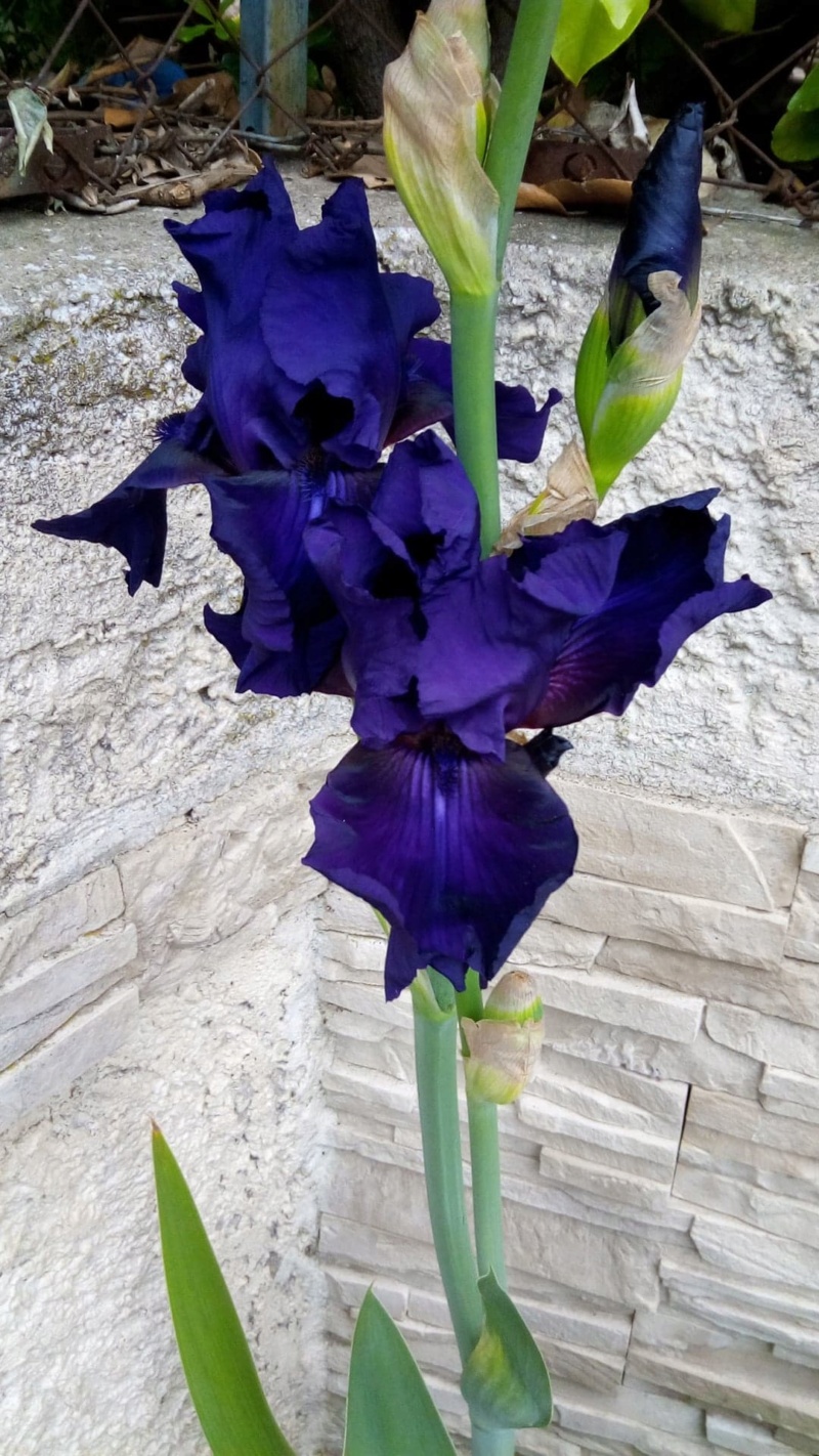 Iris bleu sombre barbe bleue , à identifier Iris_g19