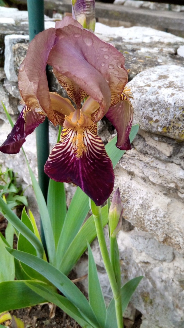 Iris beige et violine Iris_i17