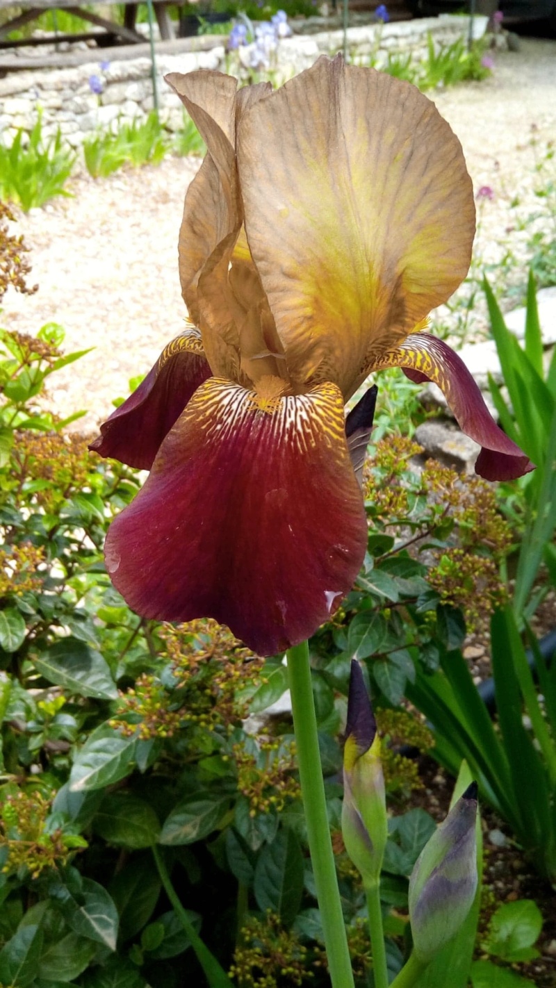 Grand iris robuste Iris_l11