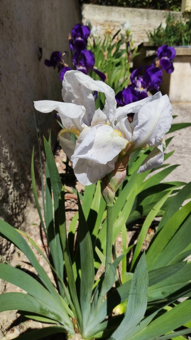 iris blanc allure bizarre Iris_n18