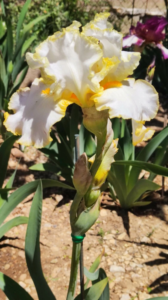 Iris Bride's Halo [Identification] jaune et blanc  Iris_n24