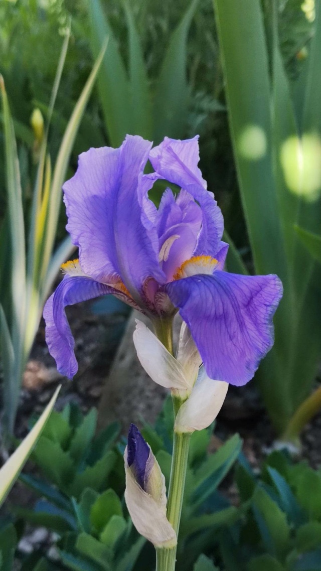 iris pallida variegata [Identification] feuillage jaune et vert Iris_p46