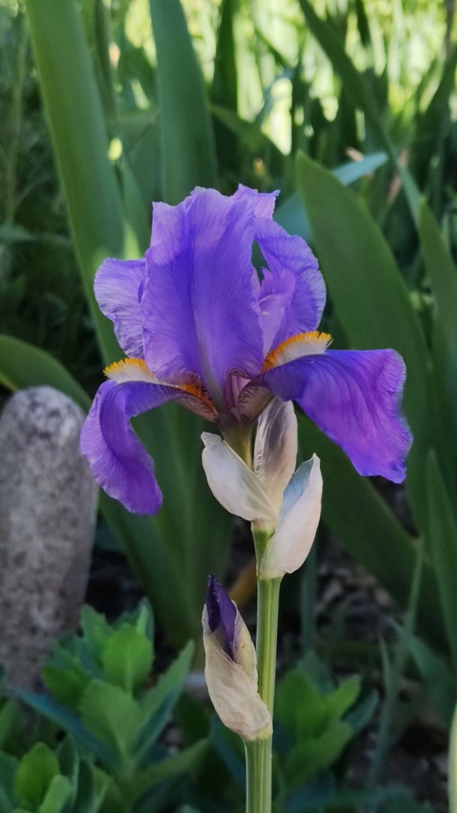 iris pallida variegata [Identification] feuillage jaune et vert Iris_p47