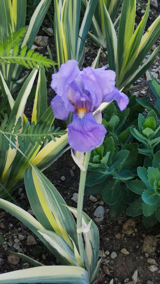 iris pallida variegata [Identification] feuillage jaune et vert Iris_p49