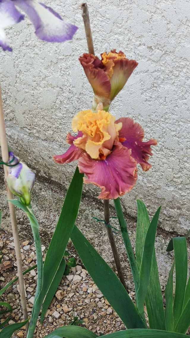 Iris 'Glamazon' - [Identification]Iris vendu pour Syncopation Iris_s46