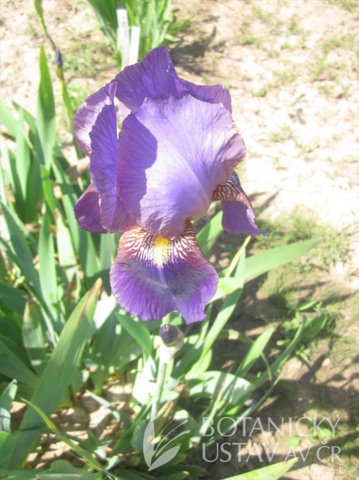 Iris 'Andromède '  [Identification] Lent-a10