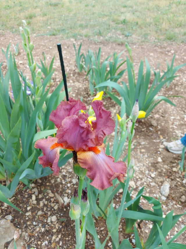 Grand iris  à franfreluches Photo_10
