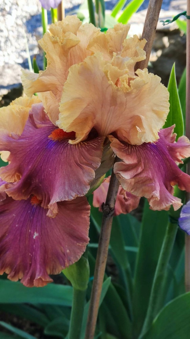 Iris 'Glamazon' - [Identification]Iris vendu pour Syncopation Rayure17