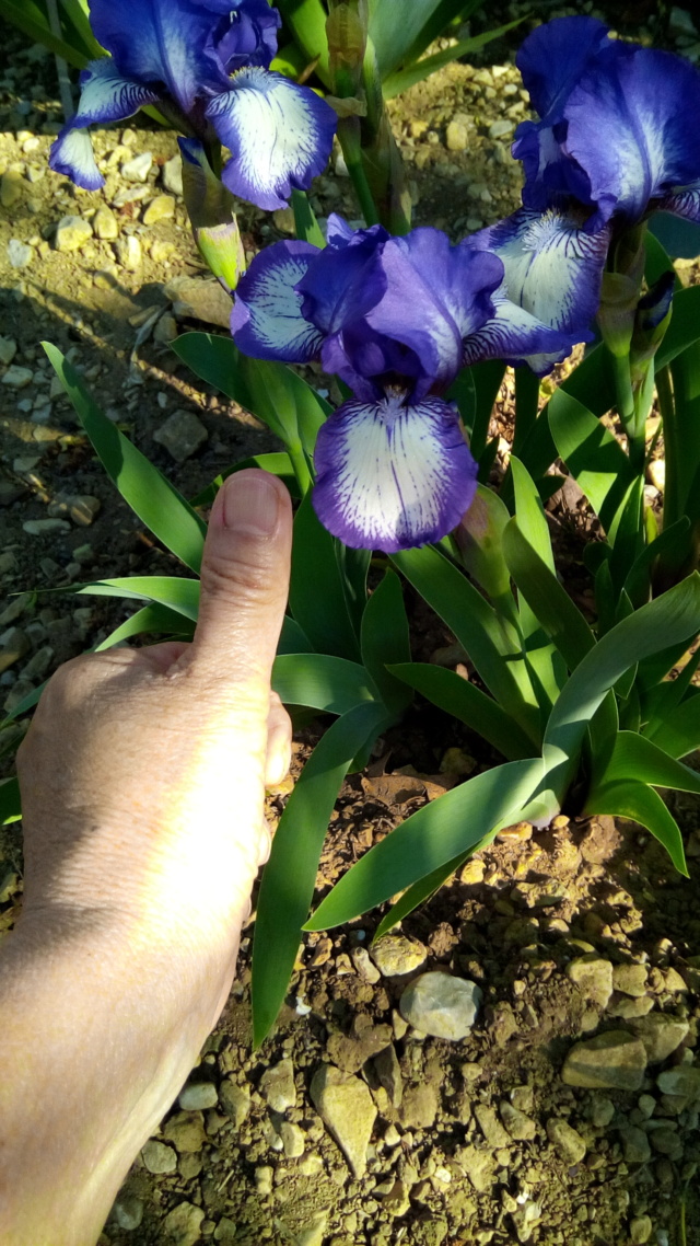 Iris 'Arctic Fancy' [Identification] Taille10