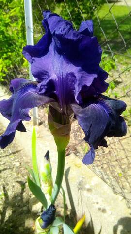 Iris 'Royal Heritage ' [identification ] foncé violet/bleu nuit