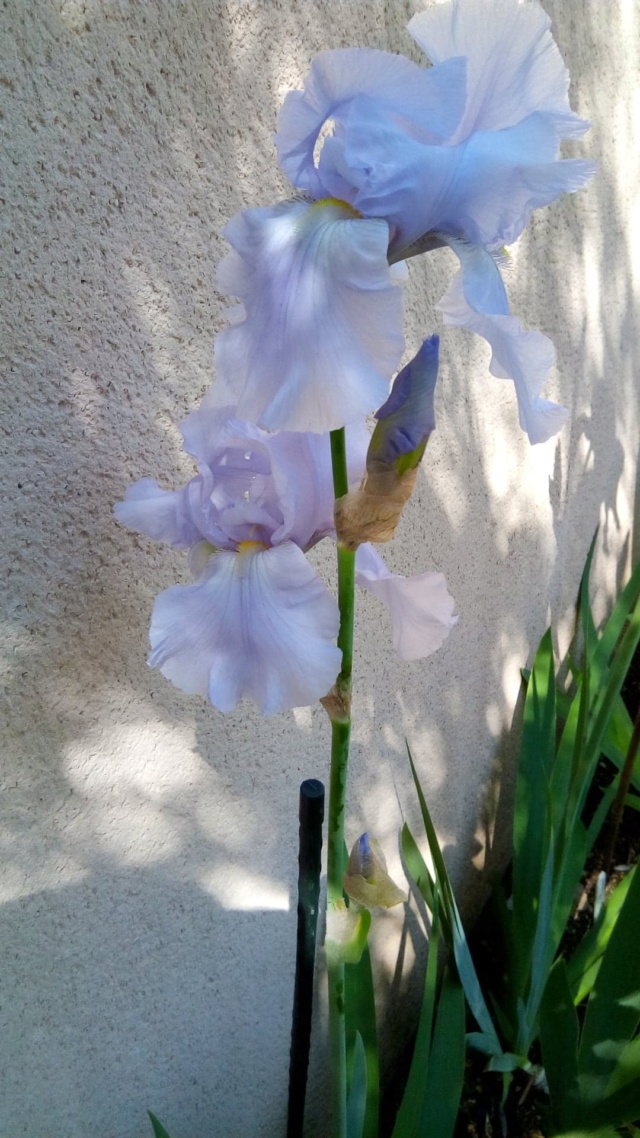 Iris 'Blue Sapphire' [identification] Transp11