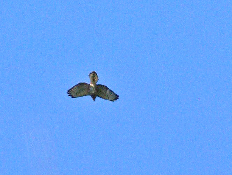 aide pour identifier plusieurs oiseaux 33122310