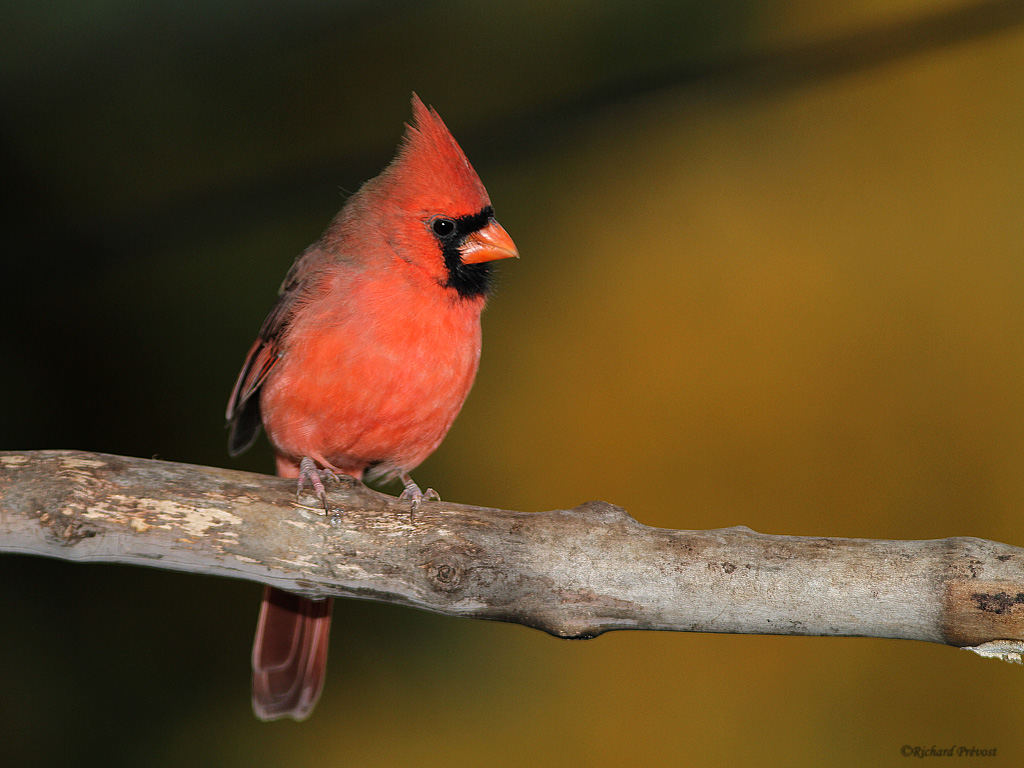 Cardinal rouge (coopératif) Cardin11