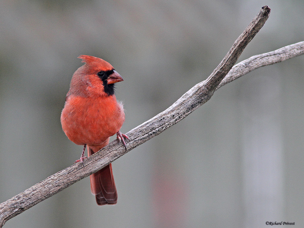 Cardinal rouge Cardin16