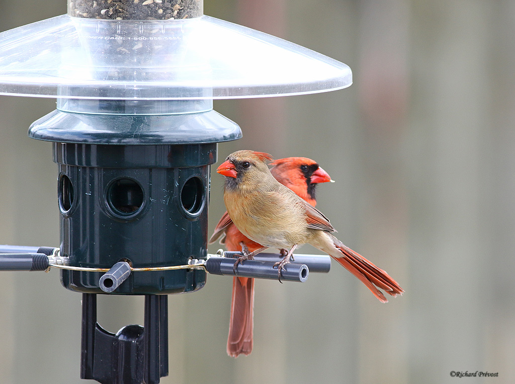 Cardinal rouge en couple Cardin20