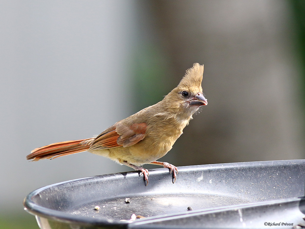 Cardinal rouge en famille Cardin23