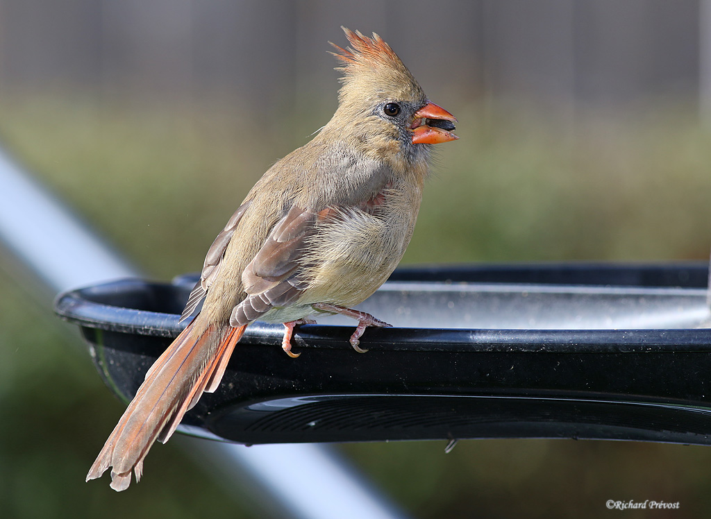 Cardinal rouge femelle Cardin24