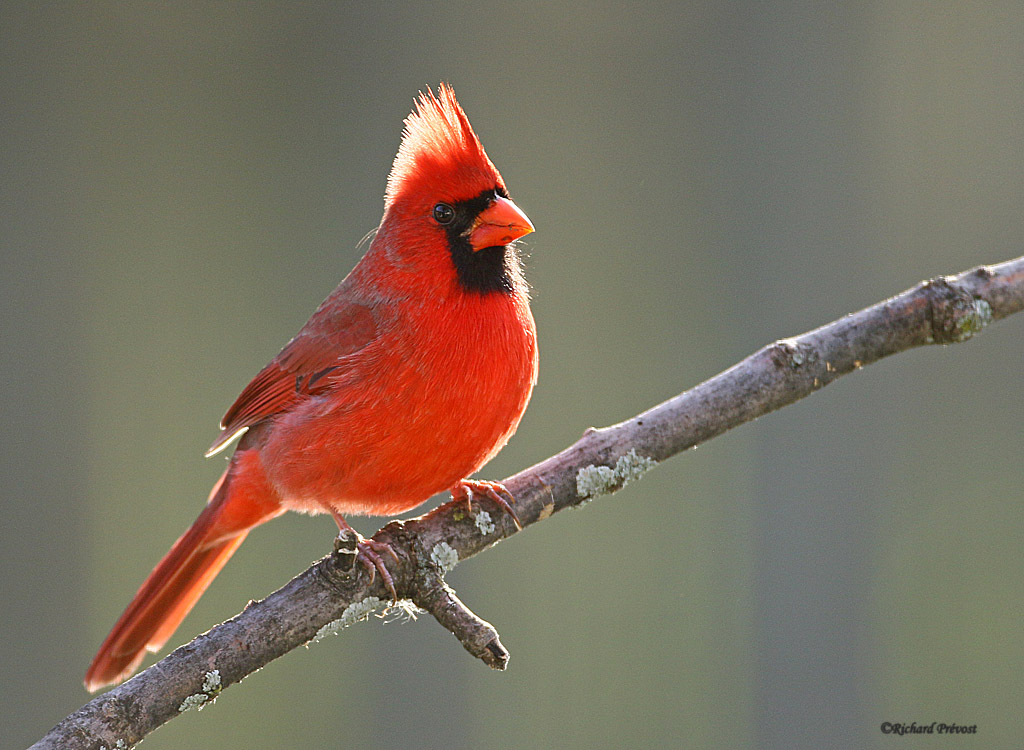 L'heure du Cardinal... Cardin25