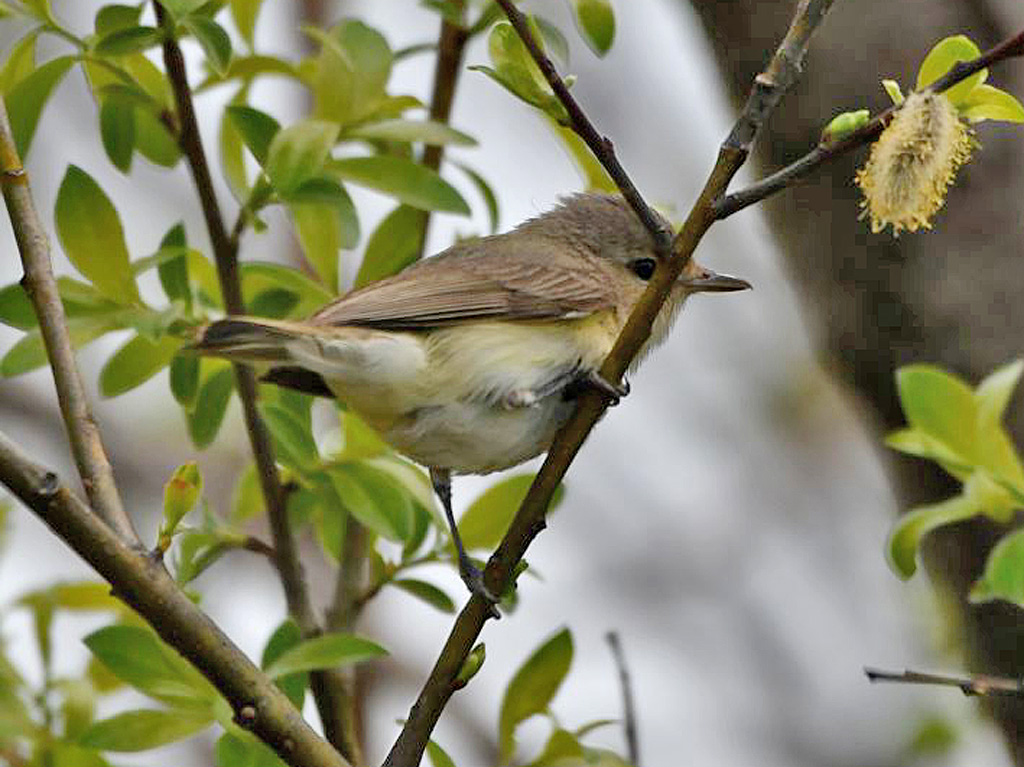 Identification de l'oiseau Identi10