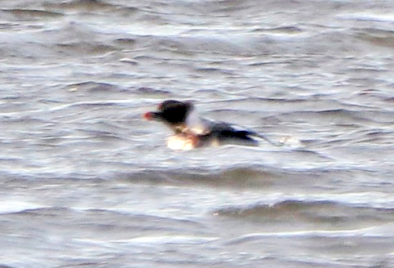 Oiseau à identifier Img_0710