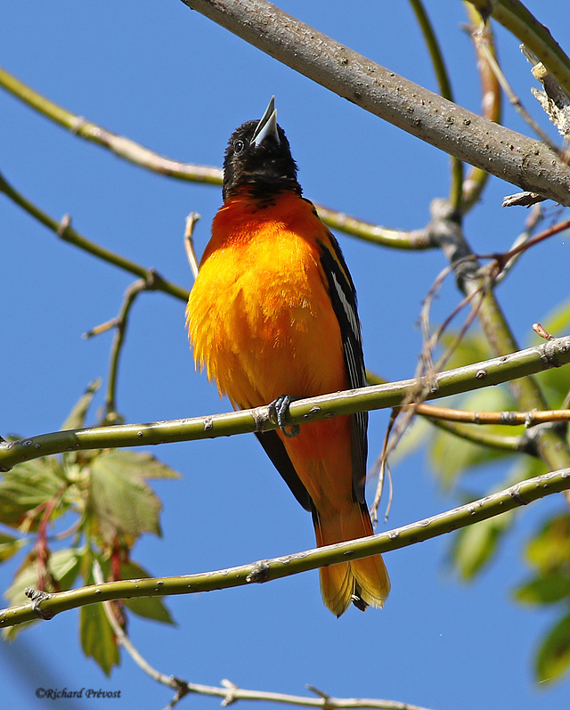 Oriole de Baltimore mâle Oriole29