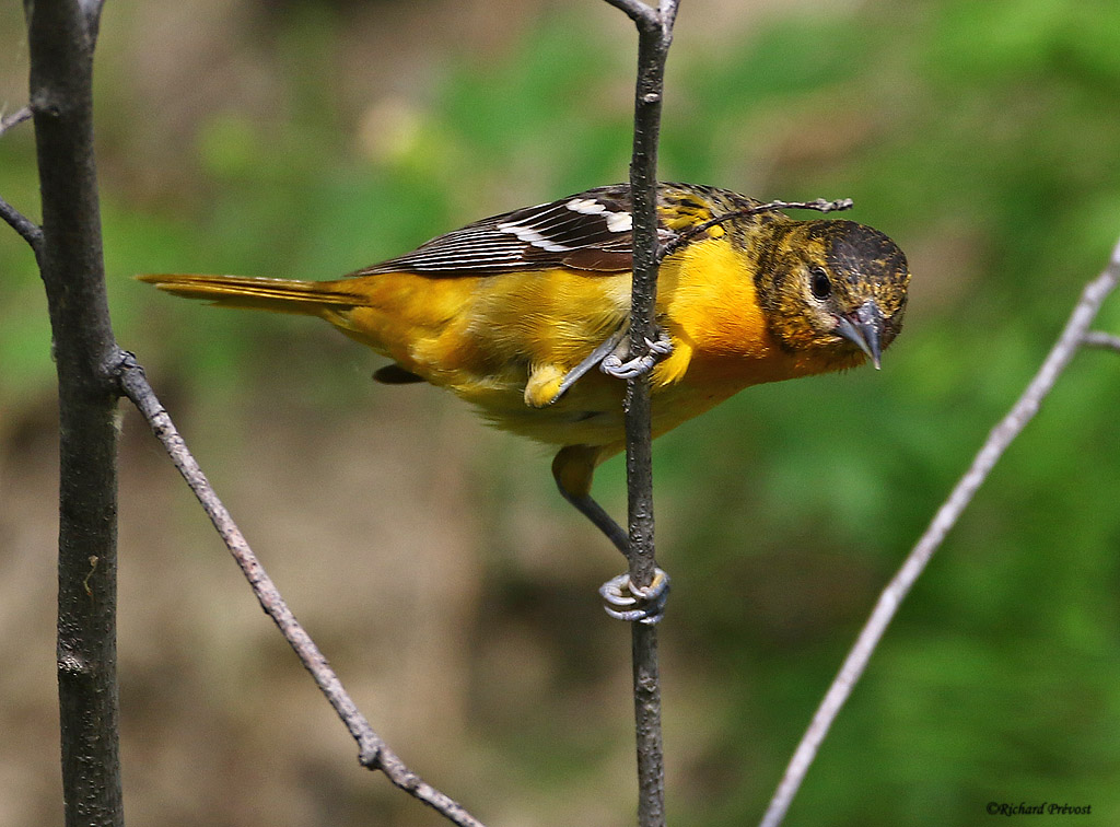 Oriole de Baltimore mâle et femelle Oriole37