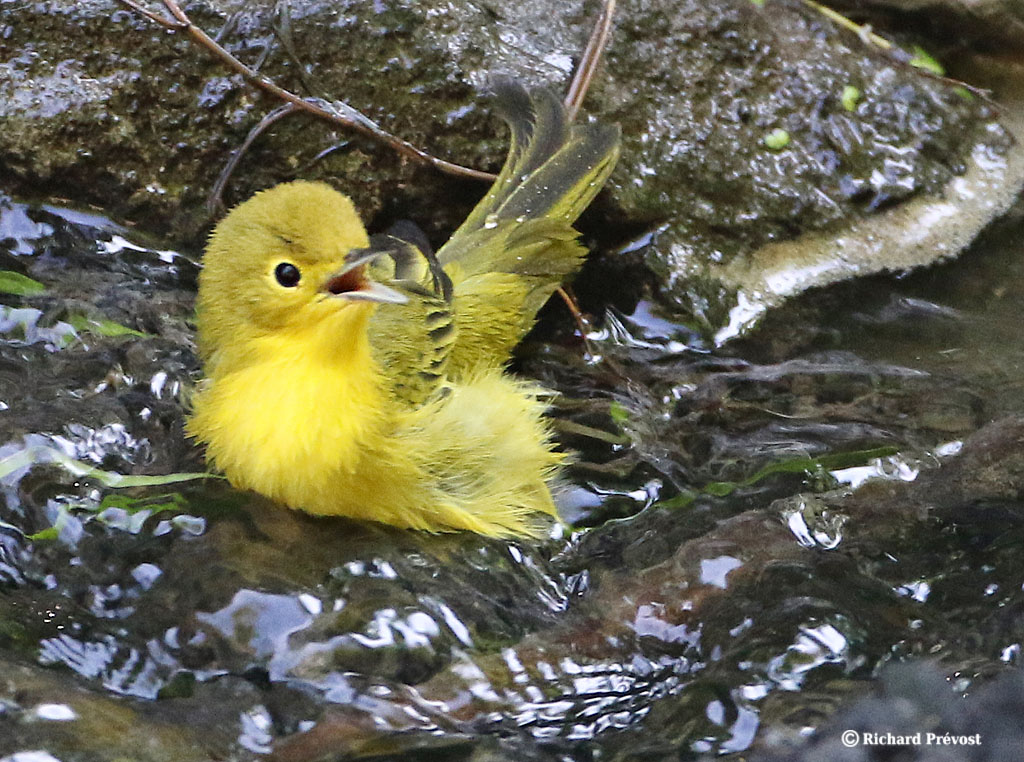 Paruline jaune Parul165