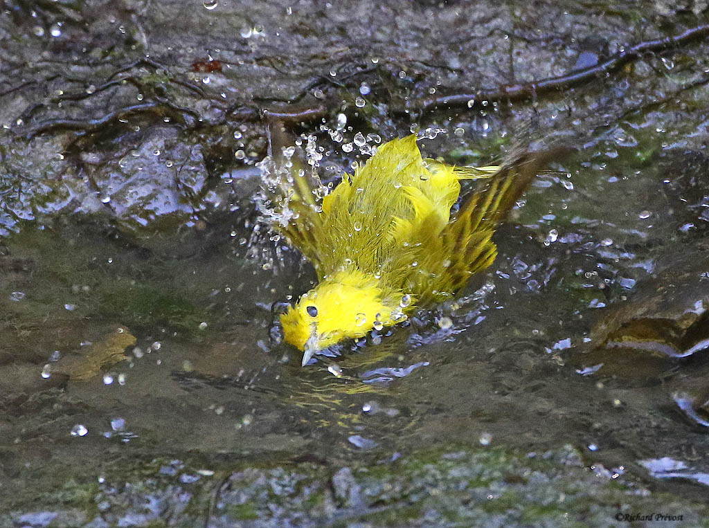 Paruline jaune femelle Paruli98