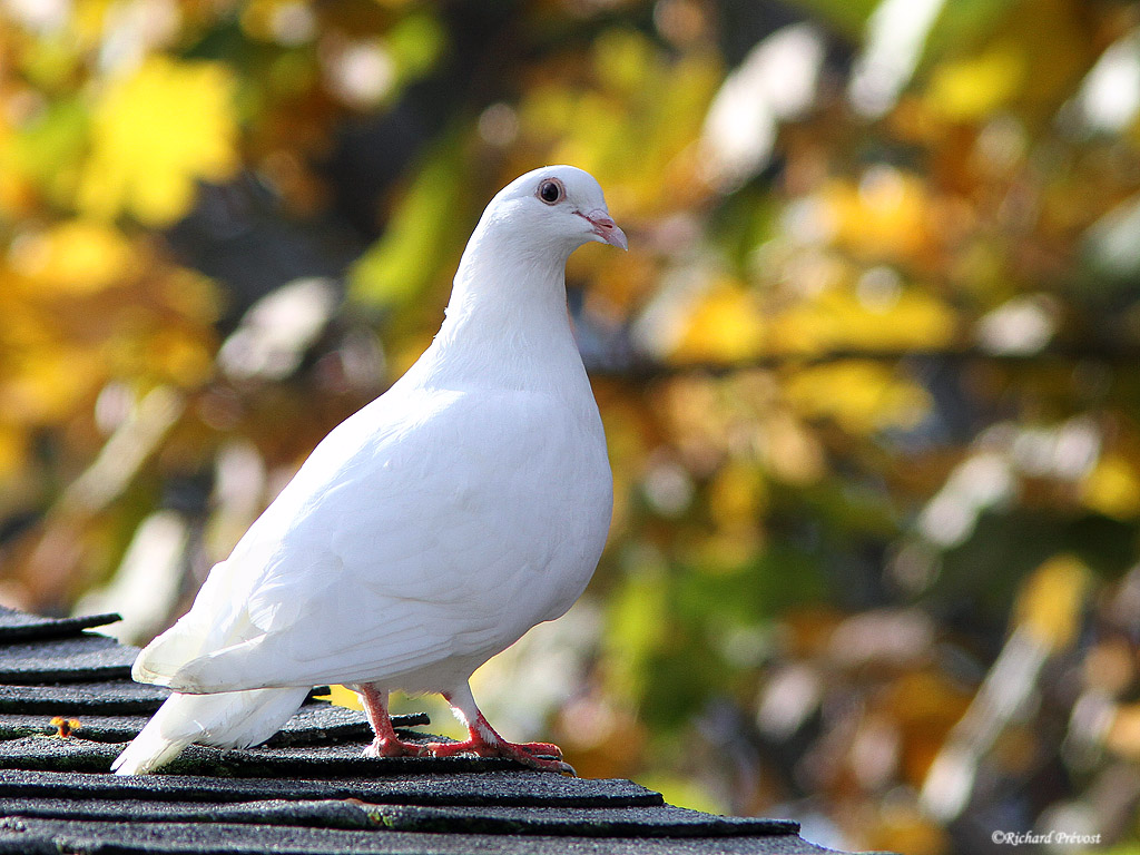 Pigeon biset variété blanche Pigeon10