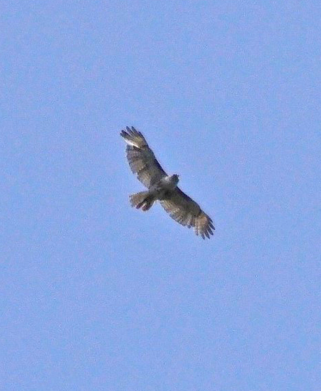 Quel est ce rapace? Rougem15