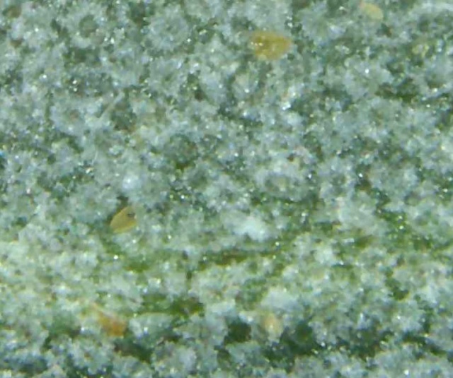 El olivo al microscopio Sin_tz12