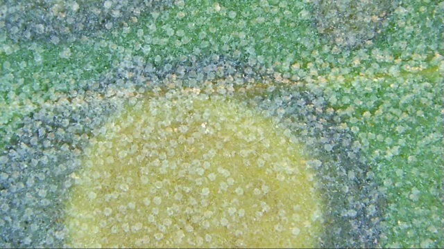 El olivo al microscopio Snap_016