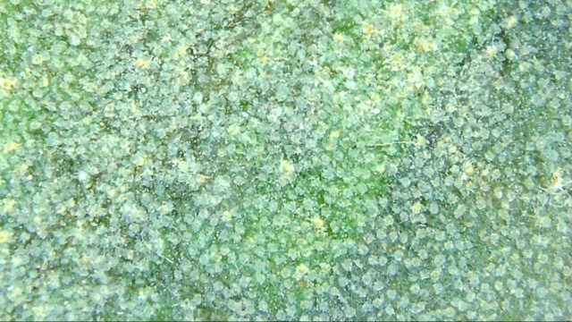 El olivo al microscopio Snap_017