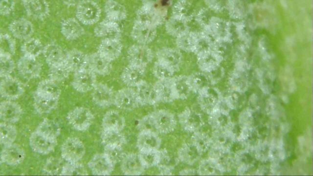 El olivo al microscopio Snap_018