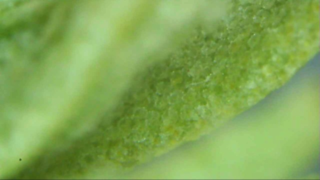 El olivo al microscopio Snap_020
