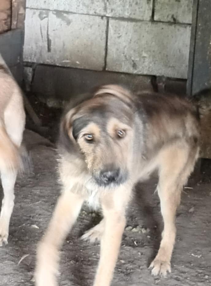 SCAMP MALE NE LE 15.05.2022 -  trouvé avec ses 5 frères près du refuge - parrainé par Manganouchka - R-SC 36183411