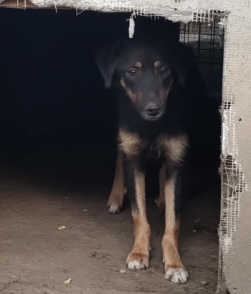 TEXANE, née le 24.03.2021 - sauvée de Pallady avec 4 autres chiens - parrainée par Coco65-SC-R- 36946312