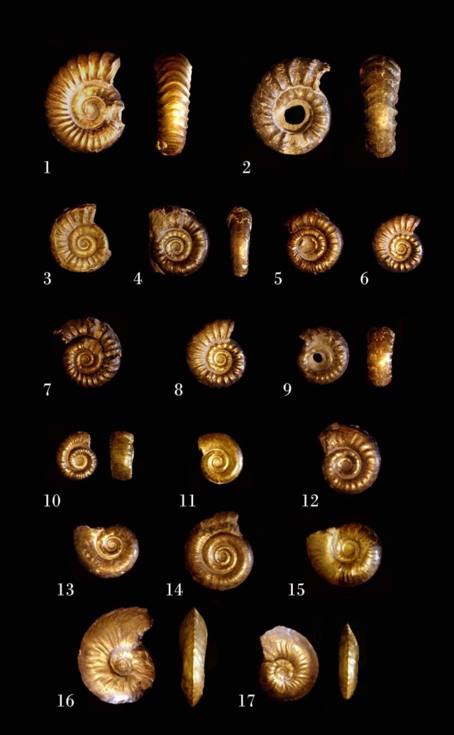 Ammonites sinemuriense para identificar Fb_img10