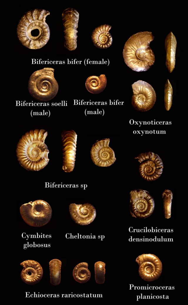 Ammonites sinemuriense para identificar Fb_img11