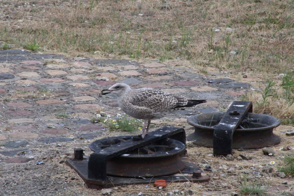  [Ouvert] FIL - Oiseaux. - Page 33 Img_0538