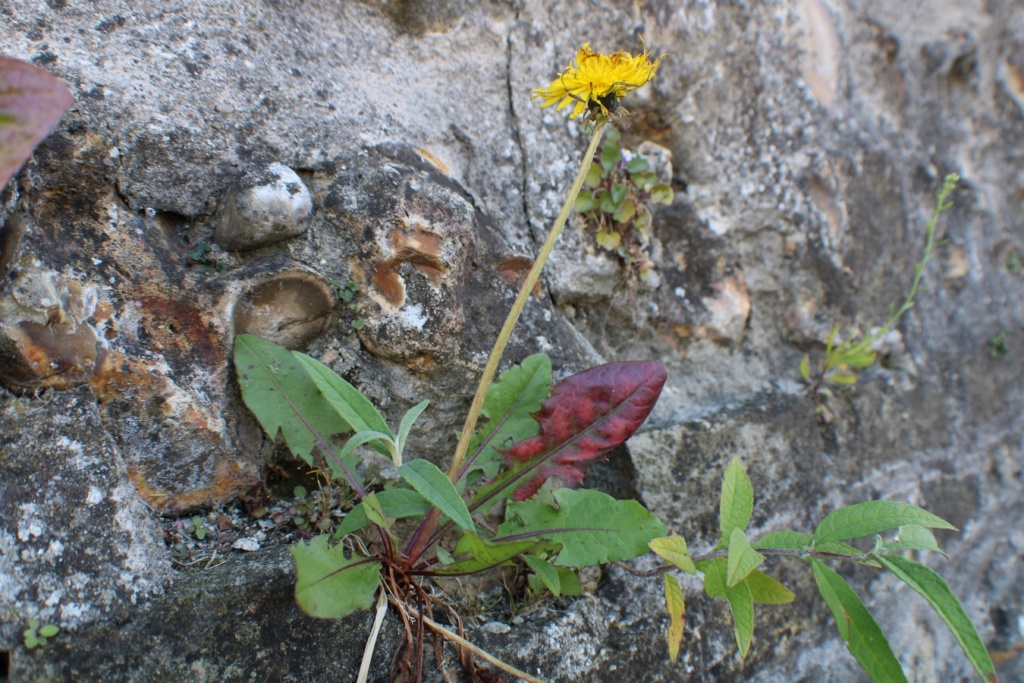 [Fil ouvert] Fleurs et plantes - Page 20 Img_0931